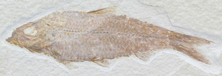 Knightia Fossil Fish - Wyoming #32905
